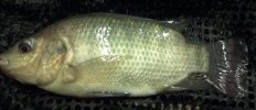 Nile Tilapia