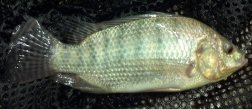 Nile Tilapia