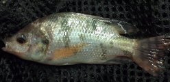 Red Nile Tilapia