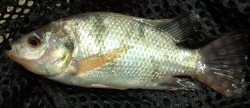 Red Nile Tilapia