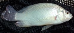 White Nile Tilapia