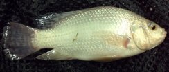 White Nile Tilapia